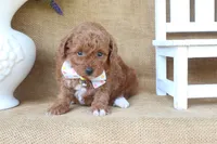 Ryan, a male Poodle - Miniature  for sale in Conway, AR – 5 of 5