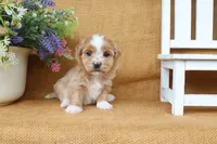 Haven, a female Havanese for sale in Conway, AR – 5 of 7