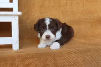 Rowan, a male Yorkipoo for sale in Conway, AR – 4 of 6