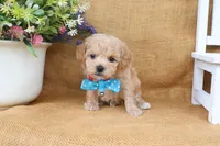 Jude, a male Poochon for sale in Conway, AR – 2 of 5