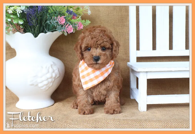 Fletcher – Poodle - Toy  puppy for sale in Conway, AR