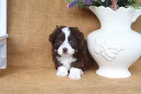 Sam, a male Yorkipoo for sale in Conway, AR – 4 of 6