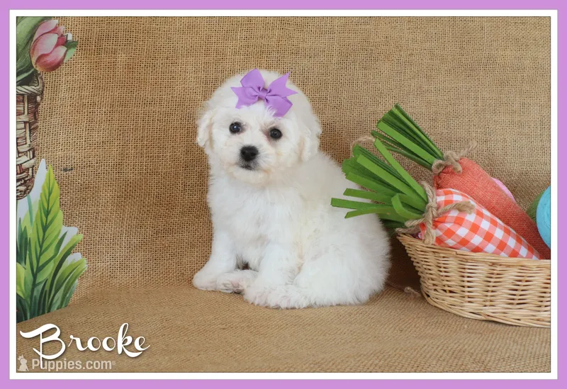 Brooke – Bichon Frise puppy for sale in Conway, AR