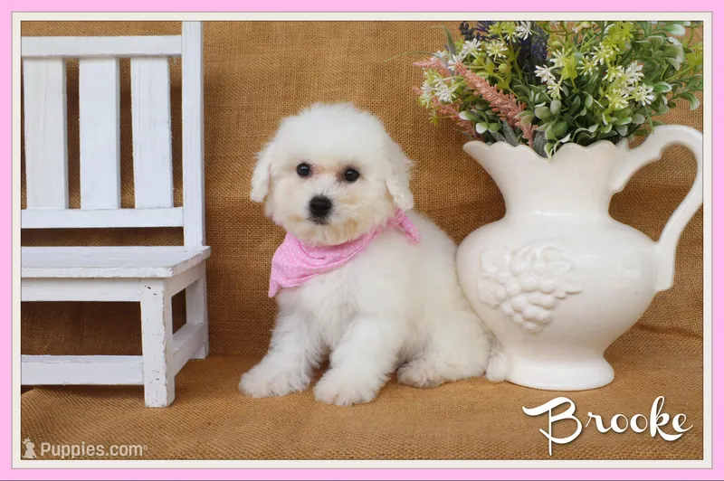 Brooke – Bichon Frise puppy for sale in Conway, AR