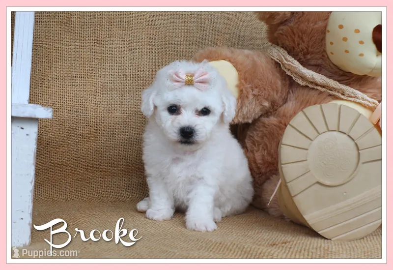 Brooke – Bichon Frise puppy for sale in Conway, AR