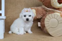 Brooke, a female Bichon Frise for sale in Conway, AR – Photo 4 of 4