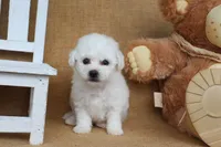 Brooke, a female Bichon Frise for sale in Conway, AR – Photo 2 of 4