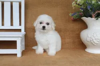 Ava, a female Bichon Frise for sale in Conway, AR – 2 of 6