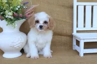 Victoria, a female Cavapoo for sale in Conway, AR – 5 of 7