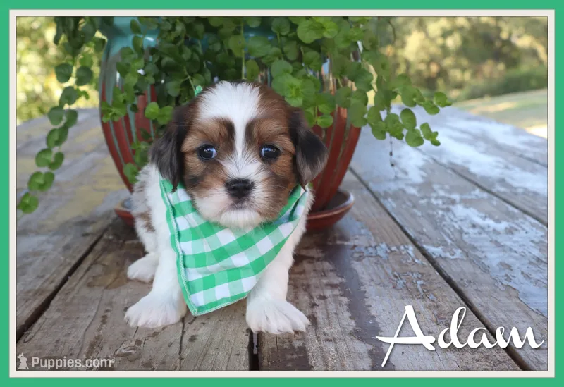 Adam – Cavapoo puppy for sale in Conway, AR