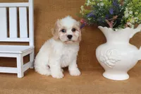 Tucker, a male Cavachon for sale in Conway, AR – 4 of 5