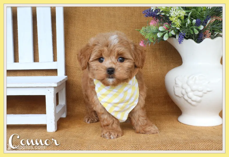 Connor – Havapoo puppy for sale in Conway, AR
