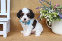 Dakota, a male Cavapoo for sale in Conway, AR – Photo 2 of 5