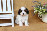 Dakota, a male Cavapoo for sale in Conway, AR – Photo 5 of 5