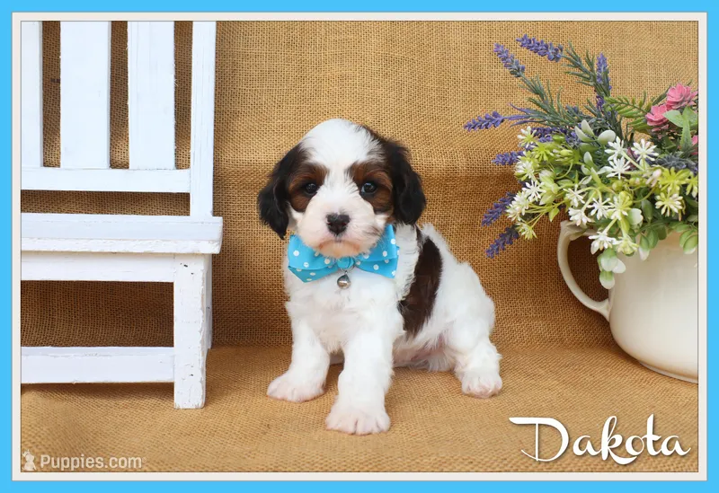 Dakota – Cavapoo puppy for sale in Conway, AR