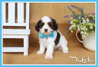 Dakota, a male Cavapoo for sale in Conway, AR – Photo 1 of 5