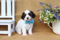 Dakota, a male Cavapoo for sale in Conway, AR – Photo 4 of 5