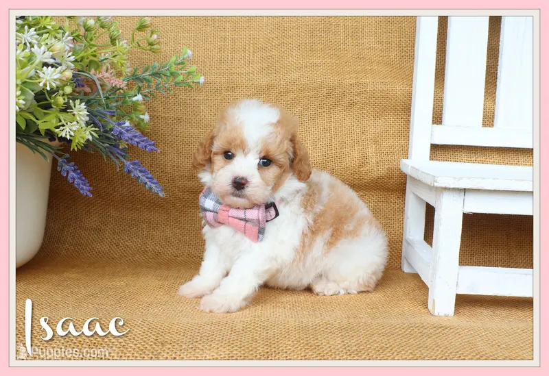 Isaac – Cavapoo puppy for sale in Conway, AR
