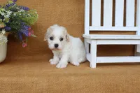 Trinity, a female Cavachon for sale in Conway, AR – 3 of 6