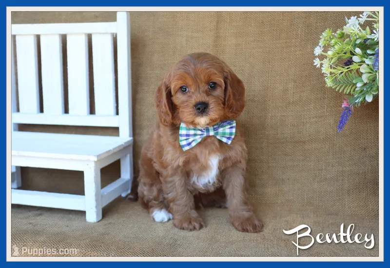 Bentley – Cavapoo puppy for sale in Conway, AR