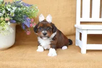 Harlow, a female Havanese for sale in Conway, AR – 6 of 6
