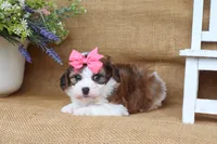 Ivy, a female Cavapoo for sale in Conway, AR – 4 of 5