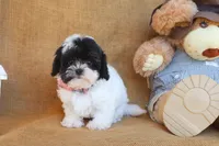 Oscar, a male Cavapoo for sale in Conway, AR – 2 of 5