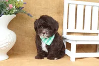 Lucas, a male Yorkipoo for sale in Conway, AR – 5 of 5
