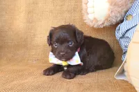 River, a male Yorkipoo for sale in Conway, AR – 3 of 5