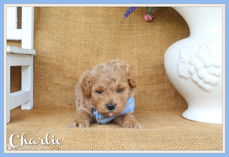 Charlie – Poodle - Toy  puppy for sale in Conway, AR