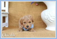 Charlie, a male Poodle - Toy  for sale in Conway, AR – 1 of 5