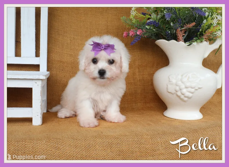 Bella – Bichon Frise puppy for sale in Conway, AR