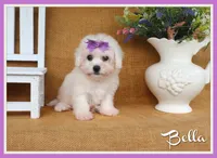 Bella, a female Bichon Frise for sale in Conway, AR – 1 of 7