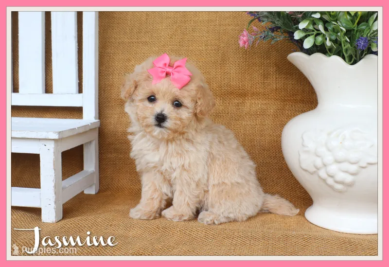 Jasmine – Poochon puppy for sale in Conway, AR