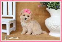 Jasmine, a female Poochon for sale in Conway, AR – 1 of 5