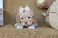 Clover, a female Cockapoo for sale in Conway, AR – 3 of 4