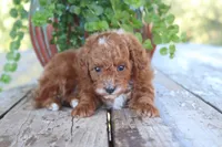 Theo, a male Poodle - Toy  for sale in Conway, AR – 5 of 5