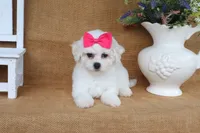 Aurora, a female Bichon Frise for sale in Conway, AR – 3 of 5