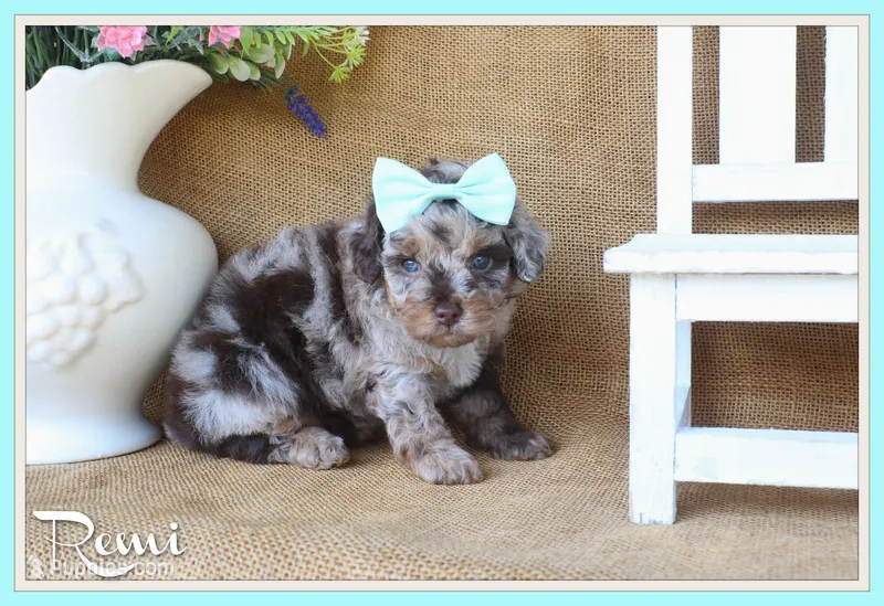 Remi – Poodle - Toy  puppy for sale in Conway, AR