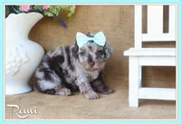 Remi, a female Poodle - Toy  for sale in Conway, AR – 1 of 5