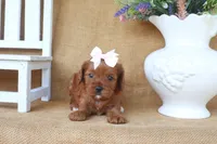 Lainey, a female Cavapoo for sale in Conway, AR – 2 of 4