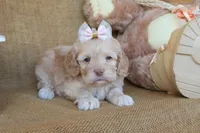 Clover, a female Cockapoo for sale in Conway, AR – 2 of 4