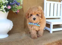 Miles, a male Maltipoo for sale in Conway, AR – 8 of 9