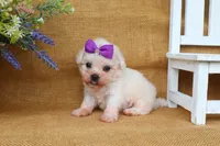 Bella, a female Bichon Frise for sale in Conway, AR – 7 of 8