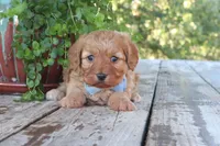 Calvin, a male Cavapoo for sale in Conway, AR – 4 of 7