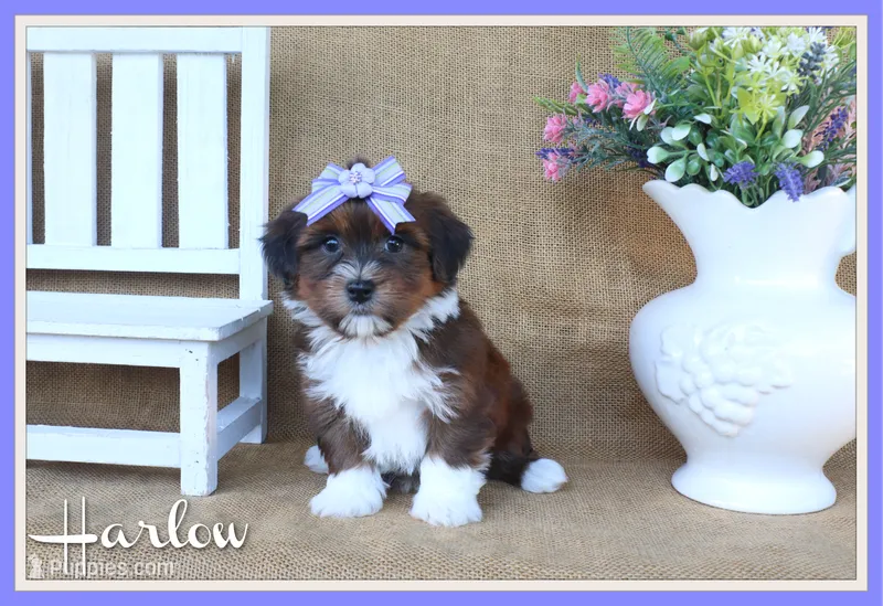 Harlow – Havanese puppy for sale in Conway, AR