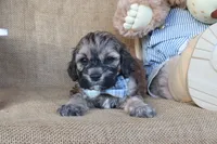 Colton, a male Cockapoo for sale in Conway, AR – 2 of 4
