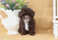 Lucas, a male Yorkipoo for sale in Conway, AR – 3 of 5