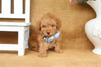 Finn, a male Poodle - Toy  for sale in Conway, AR – 4 of 5