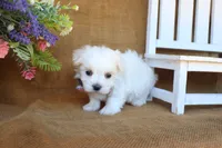 Maddox, a male Maltese for sale in Conway, AR – 6 of 6